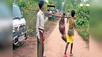 আদালতের নিষেধাজ্ঞা উড়িয়ে দিনভর শিকার উৎসব বাঁকুড়ায়