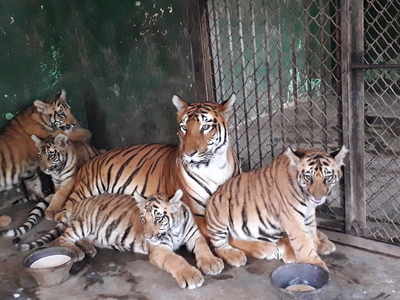 लहानगे अनुभवणार बछड्यांच्या करामती