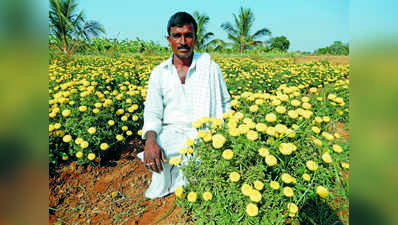 ಚಿಕ್ಕ ಜಾಗದಲ್ಲಿ ದೊಡ್ಡ ಆದಾಯ ನೀಡಿದ ಚೆಂಡು