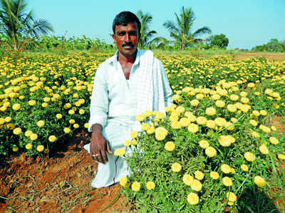 ಚಿಕ್ಕ ಜಾಗದಲ್ಲಿ ದೊಡ್ಡ ಆದಾಯ ನೀಡಿದ ಚೆಂಡು