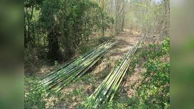 ರಕ್ಷಿತಾರಣ್ಯದ ಬಿದಿರು ಕಡಿಯದಿರಲು ಆಗ್ರಹ