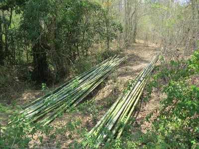 ರಕ್ಷಿತಾರಣ್ಯದ ಬಿದಿರು ಕಡಿಯದಿರಲು ಆಗ್ರಹ