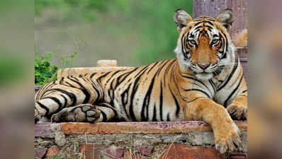 सोते हुए बाघ पर पत्थर फेंकने के चलते टूरिस्ट और गाइड पर 51 हजार रुपये का जुर्माना