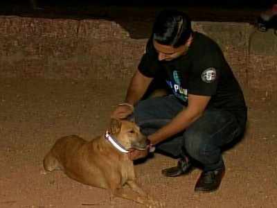 ಬೀದಿ ನಾಯಿಗಳಿಗೆ ರಿಫ್ಲೆಕ್ಟಿಂಗ್‌ ಬೆಲ್ಟ್‌: ಅಪಘಾತ ತಪ್ಪಿಸಲು ಪ್ರಯತ್ನ