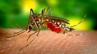 World Malaria Day: மலேரியாவைத் தடுக்க ஏற்ற வழிகள்