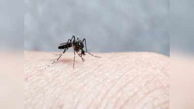 World Malaria day 2019: ಮಲೇರಿಯಾ ಅಪಾಯಕಾರಿಯೇ? ತಡೆಗಟ್ಟೋದು ಹೇಗೆ?