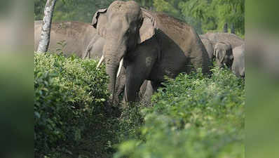 खुले में शौच कर रहे किसान को हाथी ने सूंड़ में लपेटा, 50 मीटर दूर ले जाकर पटका
