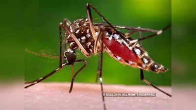 Malaria Day: మలేరియా లక్షణాలేంటి? నివారణ ఎలా? 