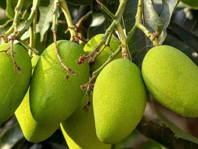 ಮಾವೇ ಏನು ನಿನ್ನ ಮಾಯೆ