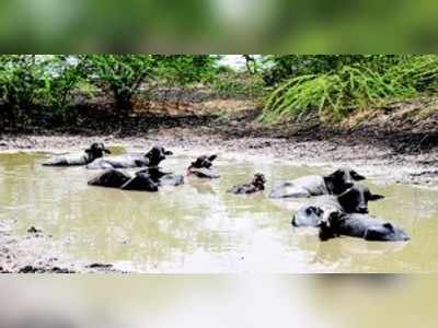 ಬಿಸಿಲಿಗೆ ಜನ, ಜಾನುವಾರು ತತ್ತರ