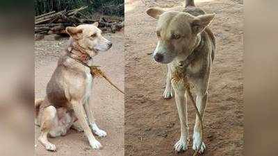 எஜமானரை கடிக்க வந்த நல்லபாம்பு-  கடித்துக்கொன்று உயிரை விட்ட வளர்ப்பு நாய்!