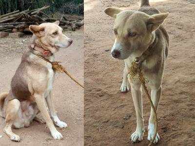 எஜமானரை கடிக்க வந்த நல்லபாம்பு-  கடித்துக்கொன்று உயிரை விட்ட வளர்ப்பு நாய்!