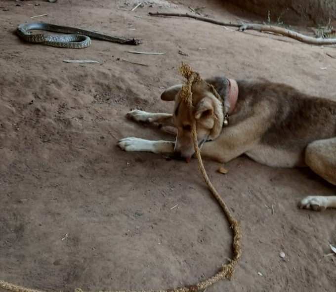 ಮಾಲೀಕನ ಕುಟುಂಬ ಸದಸ್ಯನಂತಿದ್ದ