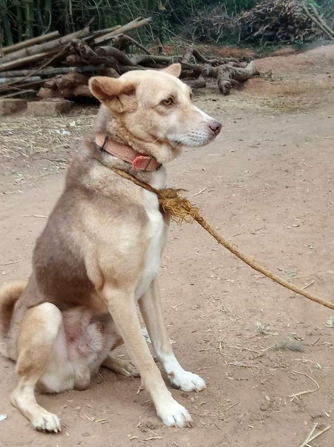 ಮಾಲೀಕನ ಕಣ್ಣೀರು