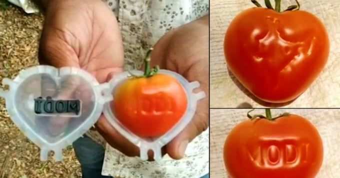 Tomatoes_1200x630xt