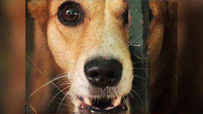 मुंबईः चुनाव के दिन कुत्ता कर रहा था बीजेपी का प्रचार, मालिक समेत पकड़ा गया
