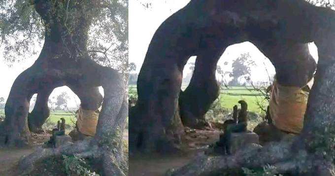 Kalkulam Devimari Muthalamman Temple Wonder Neem Tree