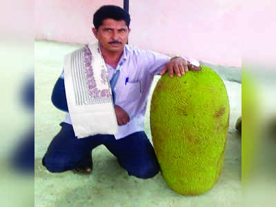 ಅರ್ಧ ಕ್ವಿಂಟಾಲ್‌ ತೂಗುವ ಹಲಸು !