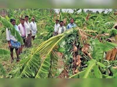 ಬಿರುಗಾಳಿ ಸಹಿತ ಭಾರಿ ಮಳೆ: ನೂರಾರು ಎಕರೆ ಭತ್ತ, ಪಪಾಯಿ, ಬೆಳೆ ನಾಶ