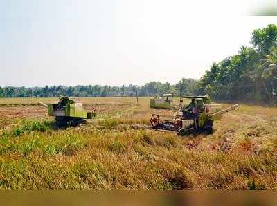 റെക്കോഡ് വിളവ്: നെല്ല് പൂർണമായി സംഭരിക്കാൻ നടപടി