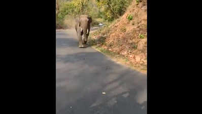 जब खड़ी जीप की तरफ भागता हुआ आया गुस्सैल हाथी, विडियो वायरल