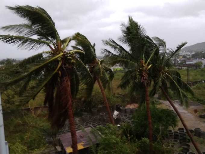 ఫణి గాలులకు దెబ్బతిన్న కొబ్బరి చెట్లు