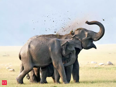 छत्तीसगढ़: जशपुर में जंगली हाथियों के हमले में दो स्थानीय ग्रामीणों की मौत