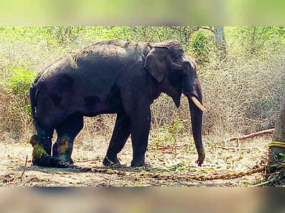 ಚಿಕಿತ್ಸೆ ಪಡೆಯುತ್ತಿದ್ದ ಮತ್ತೊಂದು ಕಾಡಾನೆ ಸಾವು