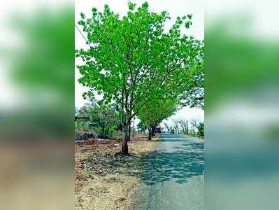 ಬಲಿಯಾಗುವ ಗಿಡಗಳಿಗೆ ಪುನರ್‌ಜನ್ಮ