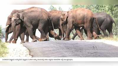 ಕಾಡಾನೆ ಹಿಮ್ಮಟ್ಟಿಸುವ ಕಾರ್ಯಾಚರಣೆ ಆರಂಭ