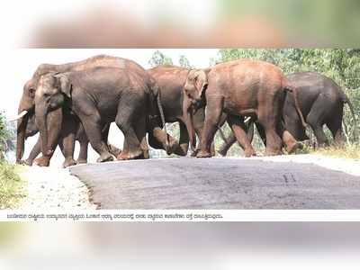 ಕಾಡಾನೆ ಹಿಮ್ಮಟ್ಟಿಸುವ ಕಾರ್ಯಾಚರಣೆ ಆರಂಭ