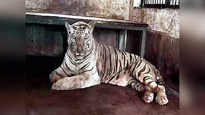 एक था टाइगरः मुंबई के एकलौते सफेद टाइगर बाजीराव की मौत
