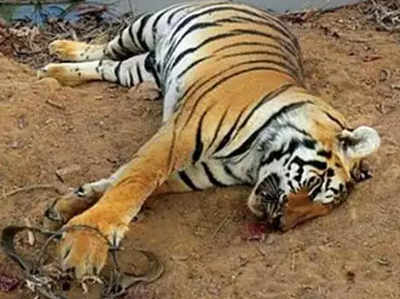 देहरादून: जिम कॉर्बेट नैशनल पार्क में बाघ मृत मिला