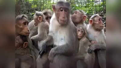 वृंदावन: बंदरों की मौत, अब राष्ट्रपति और पीएम से गुहार