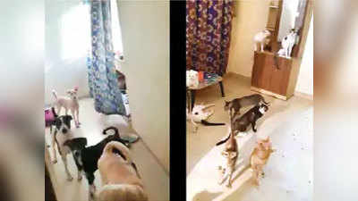 मुंबईः फ्लैट में करती थी काला जादू, 3 मरे कुत्ते, 12 पपी और बिल्लियां बरामद