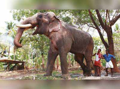 പൂരത്തിന് രാമചന്ദ്രനെ എഴുന്നള്ളിക്കില്ല; നിലപാടിലുറച്ച് ടിവി അനുപമ