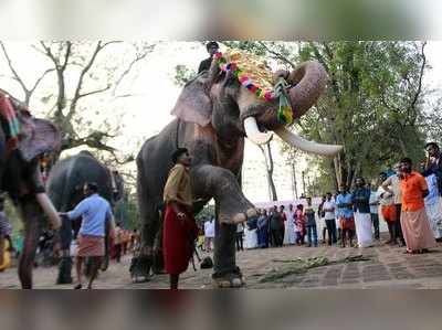 പരിക്കും അസുഖവുമുള്ള ആന വേണ്ട; കർശന നിർദേശവുമായി ഹൈക്കോടതി