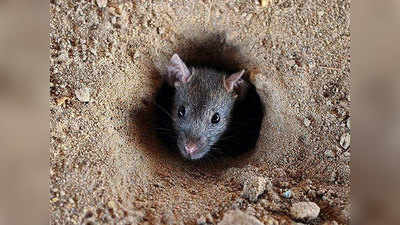 मथुरा: प्रत्याशियों का दावा- ईवीएम को चूहों से खतरा, अधिकारियों ने किया इनकार