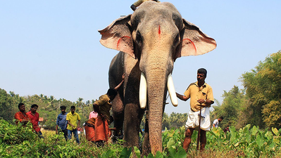 ആന അപകടമുണ്ടാക്കിയാൽ ഏറ്റെടുക്കാൻ തയ്യാറെന്ന് ആന ഉടമകൾ