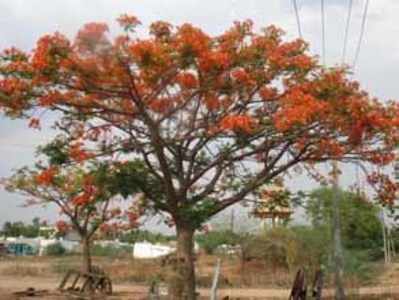 ಚಿತ್ತಾರ ಬಿಡಿಸಿದ ಗುಲ್‌ ಮೊಹರ್‌ !