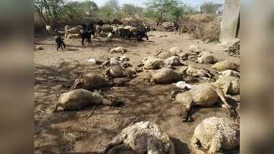 गुजरात में एक तेंदुए ने एक ही रात में मार डालीं 47 भेड़ें