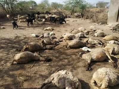 गुजरात में एक तेंदुए ने एक ही रात में मार डालीं 47 भेड़ें