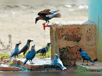 ಜೀವಜಲಕ್ಕಾಗಿ ಪರದಾಟ