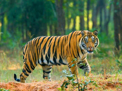 कोलकाताः सुंदरबन में सात नए बाघ आए नजर, संख्या हुई 94