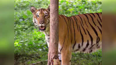 बाघों के शिकार के लिए मध्य प्रदेश में बिछाए जा रहे बिजली के तार, अब तक 14 की मौत
