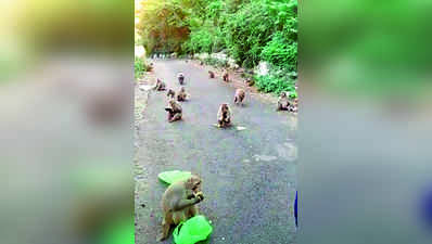 ಆಹಾರಕ್ಕಾಗಿ ಚಡಪಡಿಸುವ ಕೋತಿಗಳು