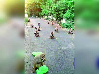 ಆಹಾರಕ್ಕಾಗಿ ಚಡಪಡಿಸುವ ಕೋತಿಗಳು