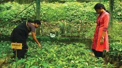 സഞ്ചാരികളെ വരവേല്‍ക്കാനൊരുങ്ങി കണ്ണൂരിലെ കരിമ്പം ഫാം