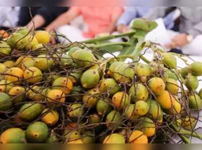 ಬಿಸಿಲಿನ ಝಳ: ಉದುರುತ್ತಿವೆ ತೆಂಗು, ಅಡಕೆ