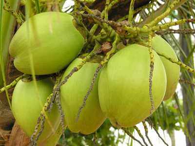 ಎಳನೀರಿನಿಂದ 9 ಸಮಸ್ಯೆಗೆ ಮನೆಮದ್ದು